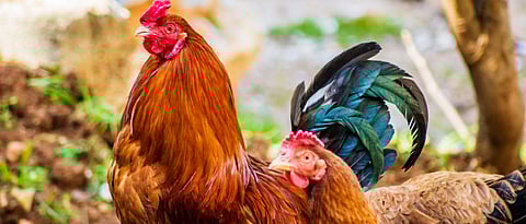 Poultry Farming