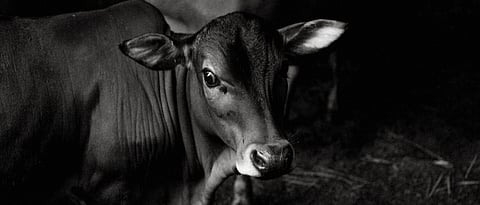 Methods Of Calf Rearing