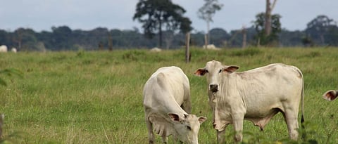 Reasons Of Mineral Deficiency In Animals