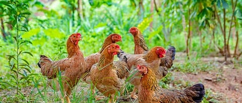 Backyard Poultry Rearing