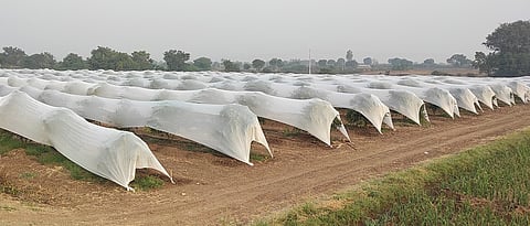 एक एकरांत पॉलीथीन आच्छादन तंत्राचा अवलंब