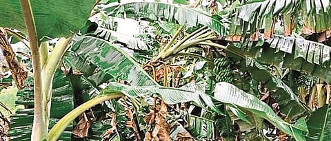 Sindhudurg was hit by pre-monsoon rains