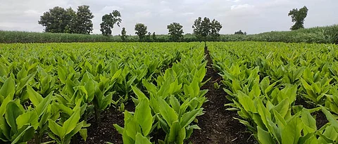 Turmeric Cultivation