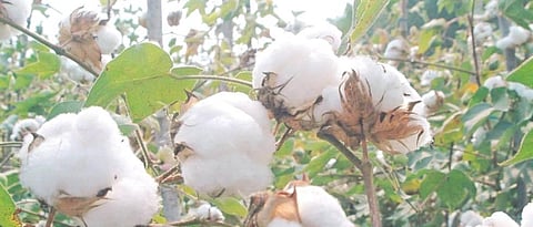 Cotton Rate