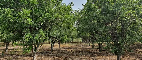 Orange Orchard