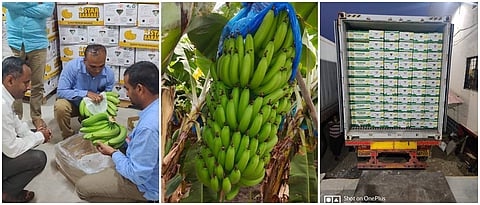 banana export