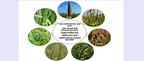 लहान आकाराची भरड धान्ये ही पोषक तत्त्वांनी परिपूर्ण आहेत.