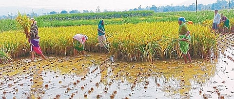 Paddy cultivation in the mud in Ajara