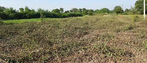 cotton crop