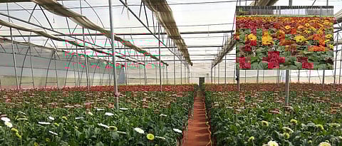 जरबेरा लागवडीसाठी पाण्याचा चांगला निचरा होणारी जमीन निवडावी.