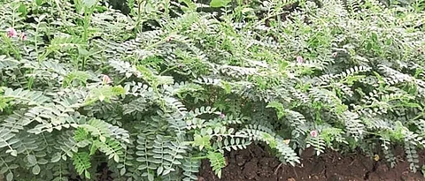 Fear of ghateali in Vidarbha