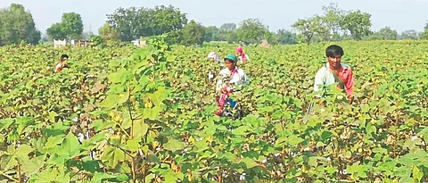 Most of the cotton sales were completed in Aurangabad, Jalna and Beed districts
