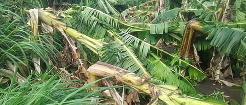 Crop Damage Khandesh