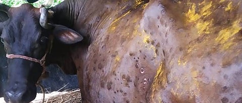 lampi skin