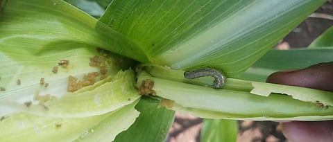 परभणी जिल्ह्यात रब्बी ज्वारीवर अमेरिकन लष्करी अळी