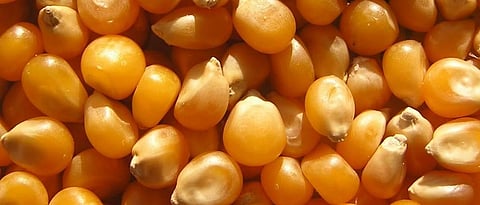 Buy maize at a lower rate than guaranteed