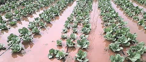 Crop Damage