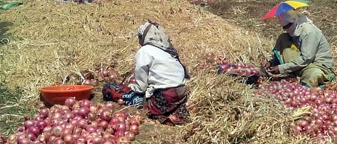 Onion Storage | onion storage News