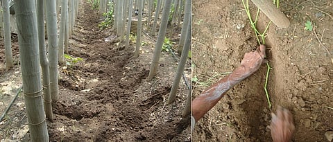 आधारवृक्षाच्या बुंध्याशी वाफ्याच्या बाजूस खोल चर करावा. बेण्याचा शेंडा वर ठेवून अर्ध्यापेक्षा जास्त भाग चरात व्यवस्थित बसवून लागवड करावी.