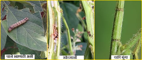pest on soybean crops