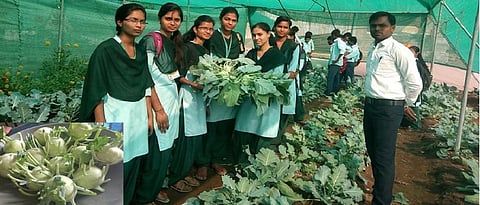 Experiment of cultivation of exotic vegetables