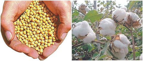 सोयाबीन, कापूस