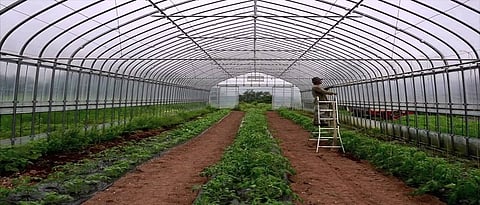 हरितगृह : बारमाही उत्पन्नाचा आकर्षक पर्याय