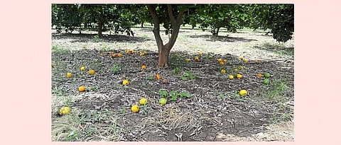 Central Citrus Research Institute