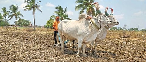Agricultural work in Partur in final stage