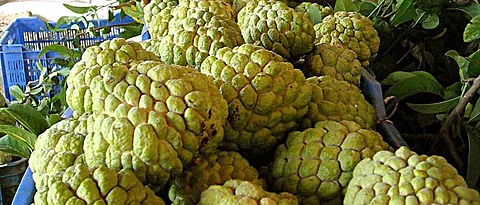 Processing of fruits, vegetables will be beneficial: Birajdar