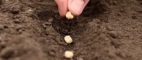 Chana Sowing