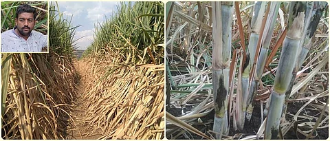 Vigorously grown sugarcane.