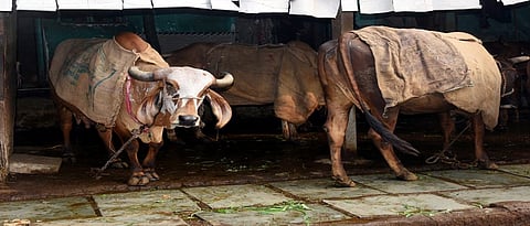 कृषी सल्ला (राहुरी विभाग)