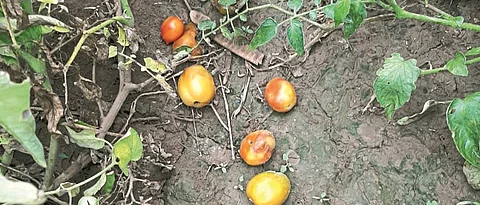 Outbreak of viral disease on tomatoes in Satana taluka