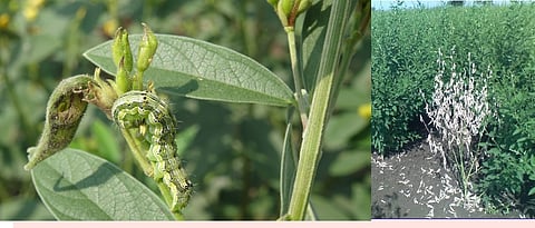 तुरीतील हेलिकोव्हर्पा अळीचा व मर रोगाचा प्रादुर्भाव.