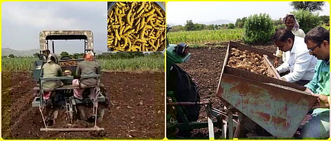 While planting turmeric by machine.