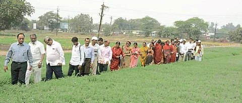 pulses day