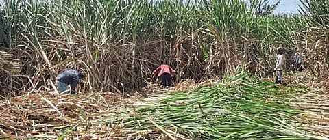 2 crore 11 lakh tons of sugarcane crushed in Marathwada