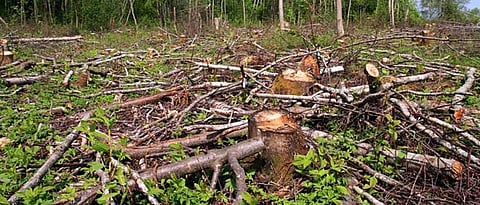 Extensive tree felling in Shevgaon taluka