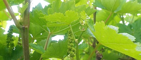 सतत पाऊस, ओलावा स्थितीत अन्नद्रव्यांची पूर्तता महत्त्वाची