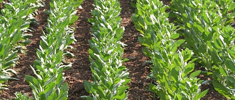 Safflower Cultivation