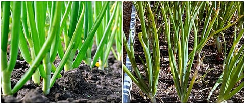 उन्हाळी कांदा पिकातील अन्नद्रव्य व्यवस्थापन