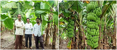 निर्यातक्षम केळी बागेत पठाण कुटुंब.