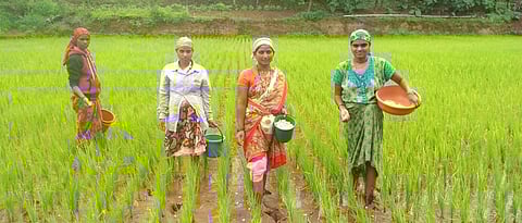 -मान्हेरे येथील महिला शेतकरी भाताला खते देताना.