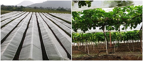 Grape Cover Scheme