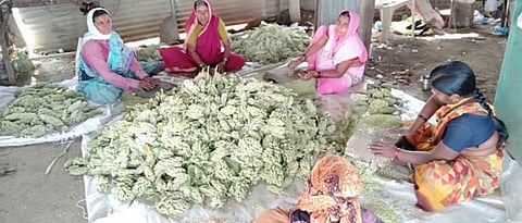 ज्वारी हुरडा काढणीची तयारी सुरू असताना