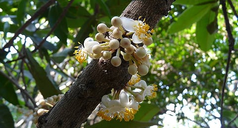 वेंगुर्ला तालुक्यातील गावांत सुरंग वृक्षाच्या कळ्या, फुले आदी व्यावसायिक कारणासाठी उपयोगात आणल्य जातात