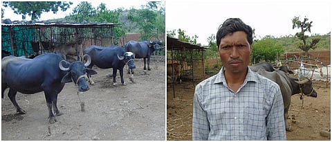 प्रशांत बिजवे व त्यांचे जनावरे संगोपन