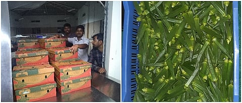 बारामतीतून निर्यात झालेली भेंडी