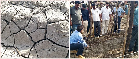 पूरग्रस्त द्राक्षवेलीची मुळे कार्यरत करण्याकडे लक्ष द्यावे